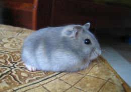 sapphire winter white hamster